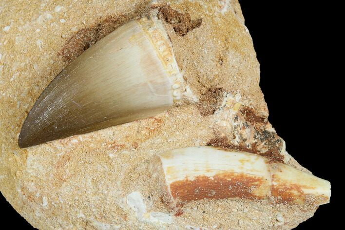 Mosasaur Tooth and Enchodus Fang In Rock - Morocco #179340